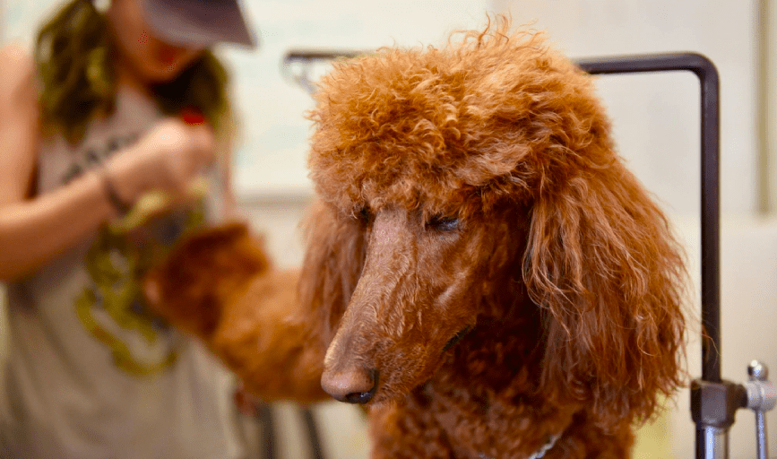 Dog De-Shedding